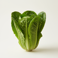 Fresh romaine lettuce